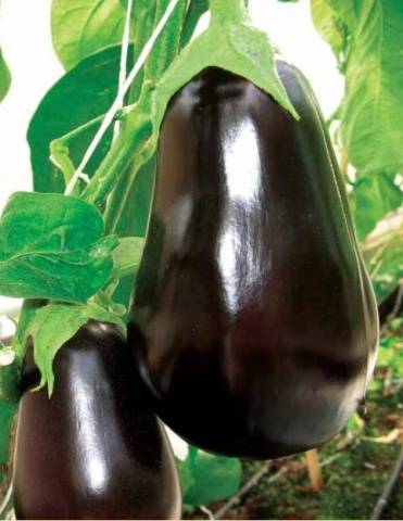 Auberginenvikar