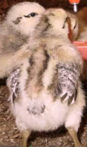 Huhn Meister grau