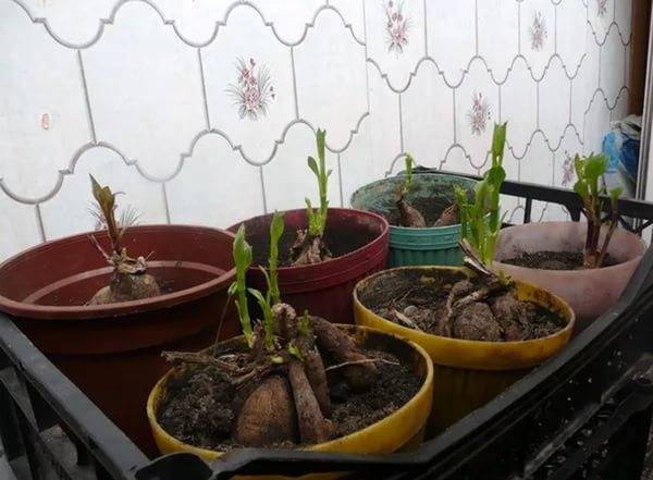 Quan plantar dàlies a l’aire lliure a la primavera