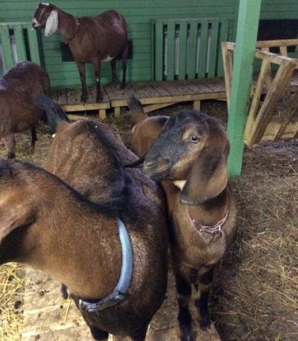 Cabras da Núbia