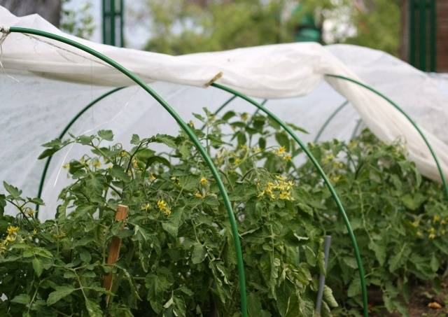 Plantio de mudas de tomate em estufa