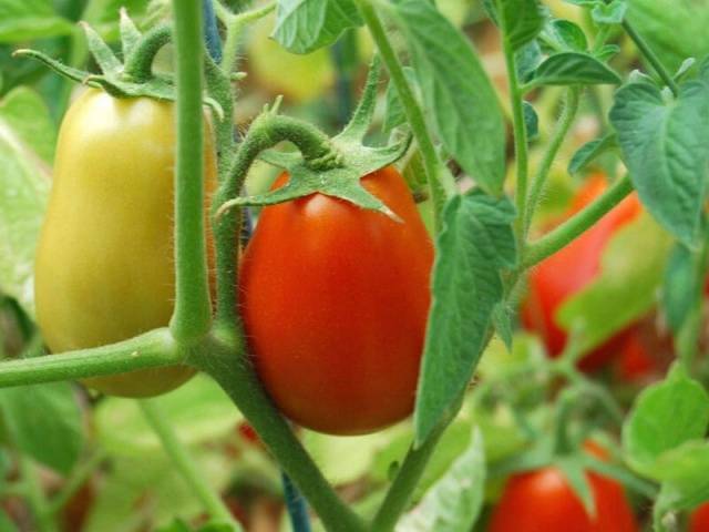 Wann man Tomatensämlinge auf offenem Boden pflanzt