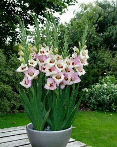 Gladioli v krajinářském designu