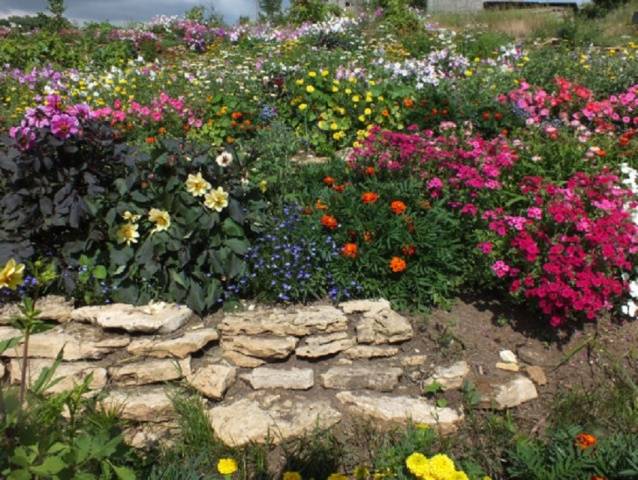 Dahlias Funny guys: