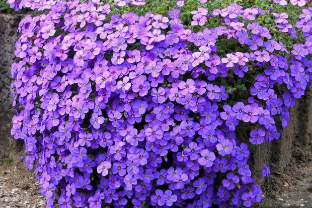 Cóctel de flores de mezcla baja perenne
