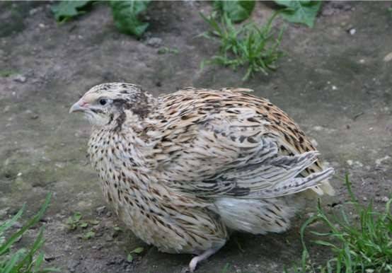 Broiler fürj