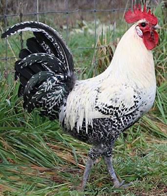 Fayumi Huhn