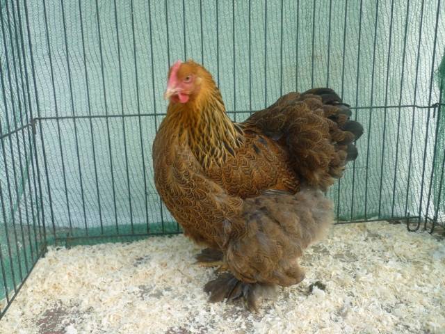 Raza de pollos Cochinquin