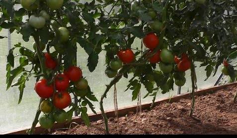 Ídolo de tomate