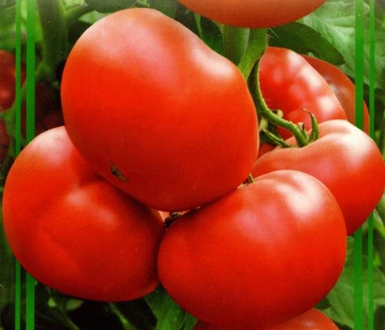 Семко Синбад ф1