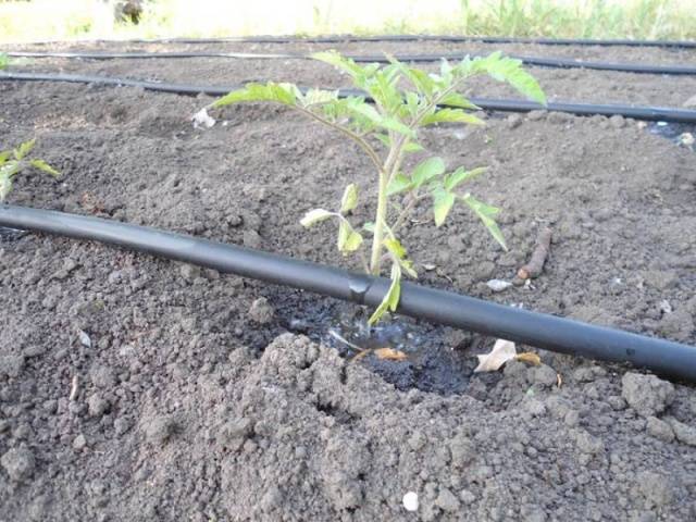 Jak zalévat sazenice rajčat: jak často as čím