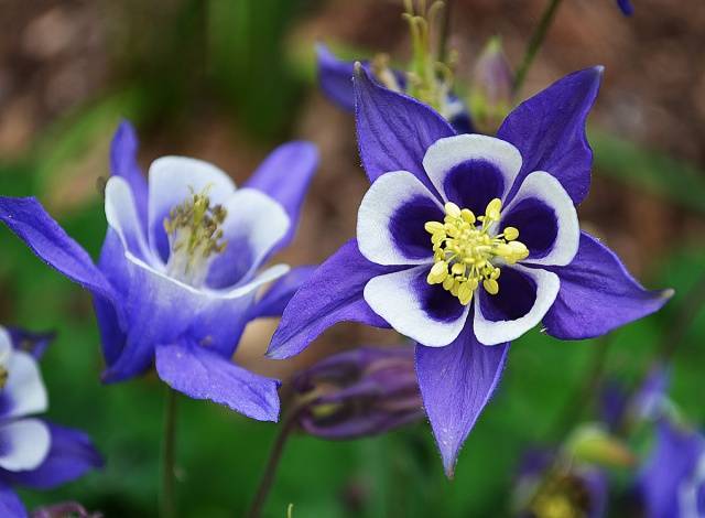 Einzugsgebiet oder Aquilegia