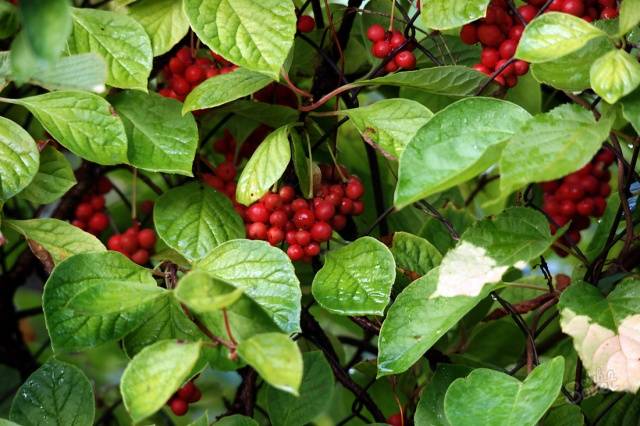 Schisandra