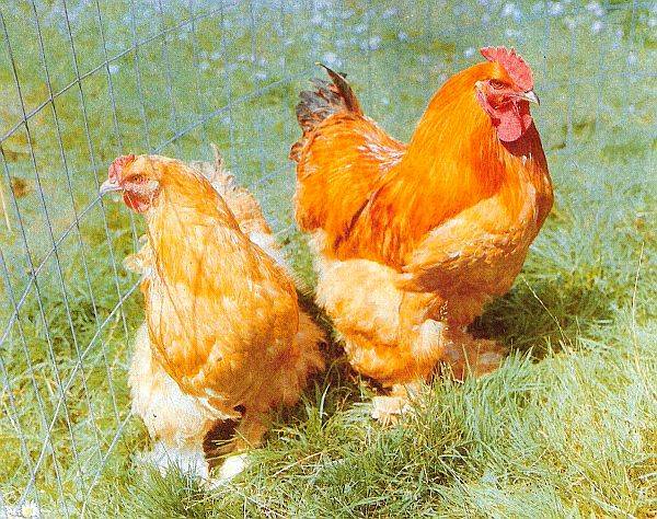 Raza de pollos Cochinquin