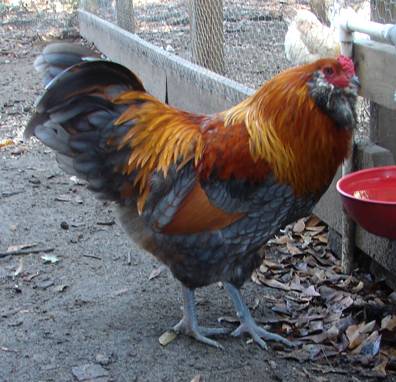 Csirkék Ameraucana