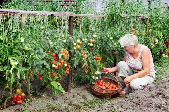 Clustered Tomaten