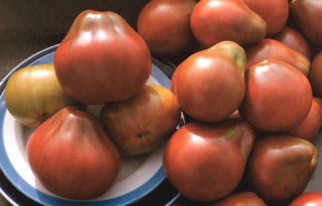 Trufa japonesa de tomate