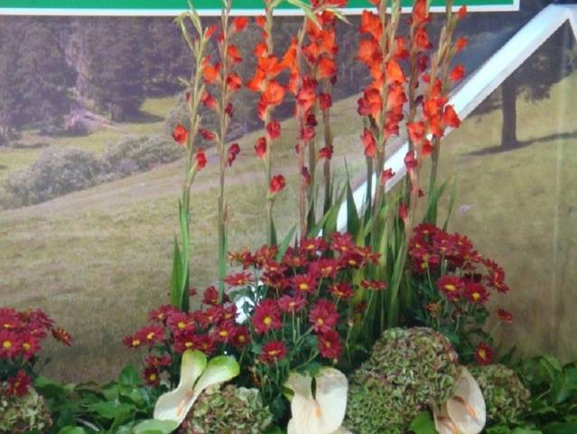 Gladioli v krajinářském designu