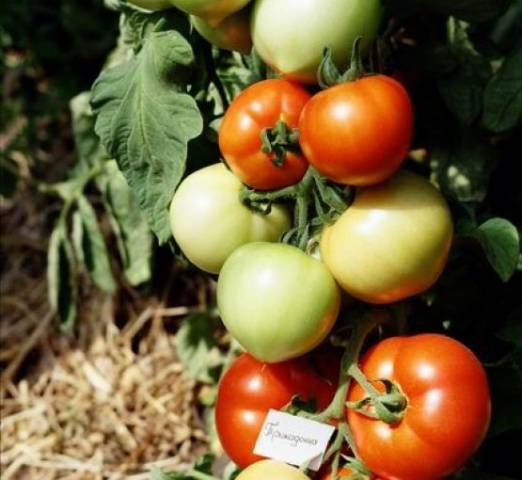 Tomatendiva