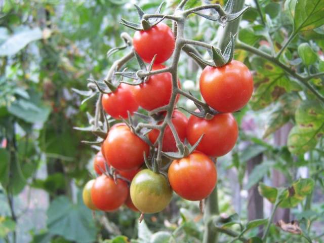 Tomate Anastasia