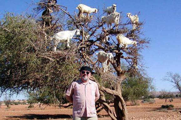 Cabras de angora