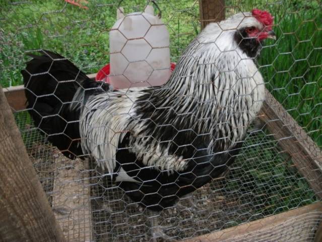 Csirkék Ameraucana