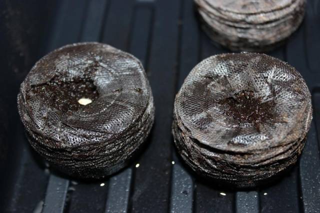 Pastillas de coco