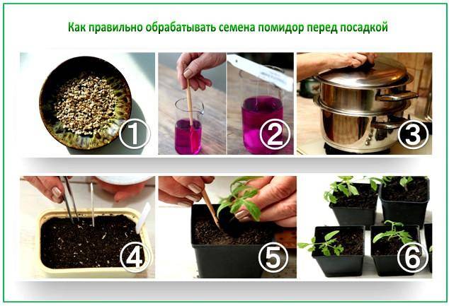 How to germinate tomato seeds for seedlings