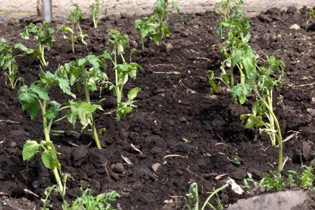 Plantio de mudas de tomate em estufa