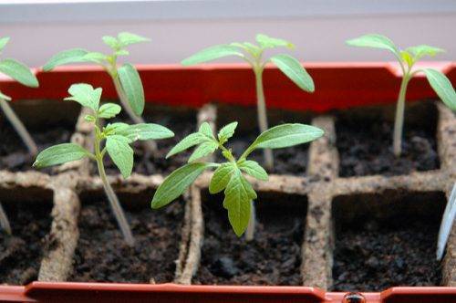 Tomate de plántula en el balcón