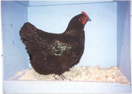 Jersey óriás
