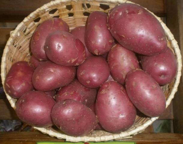 Zarnitsa