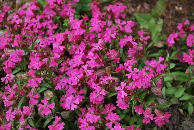 Cóctel de flores de mezcla baja perenne