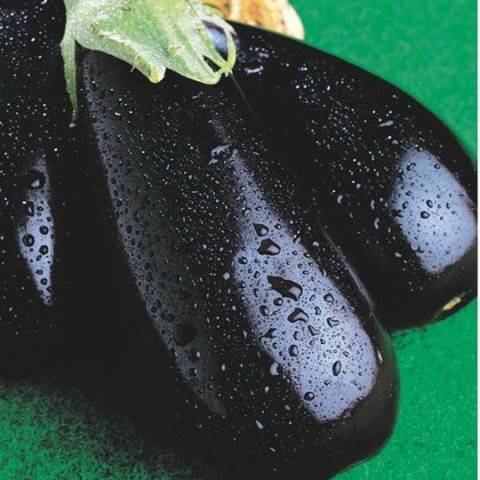 Černý pohledný