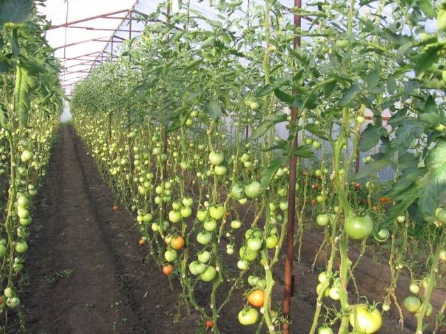Clustered Tomaten