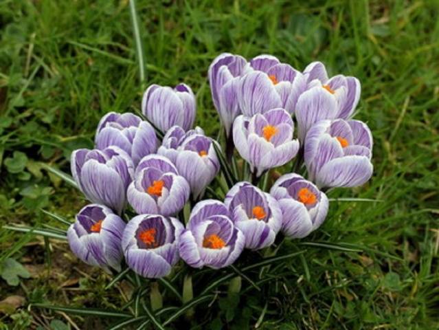 Crocuses