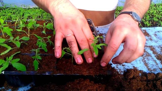 Cobertura de mudas de tomate e pimenta com remédios populares
