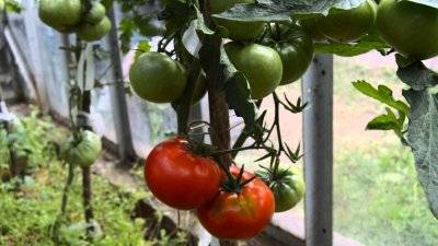 Ídolo de tomate