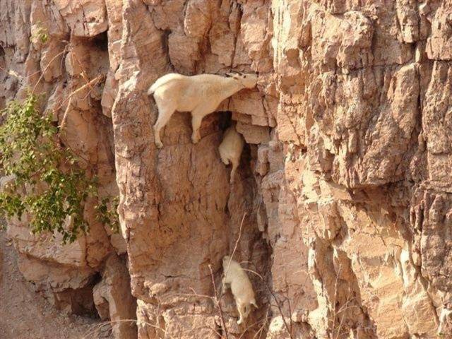 Cabras de angora