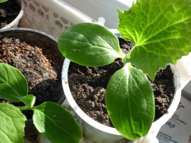 Merengue de pepino