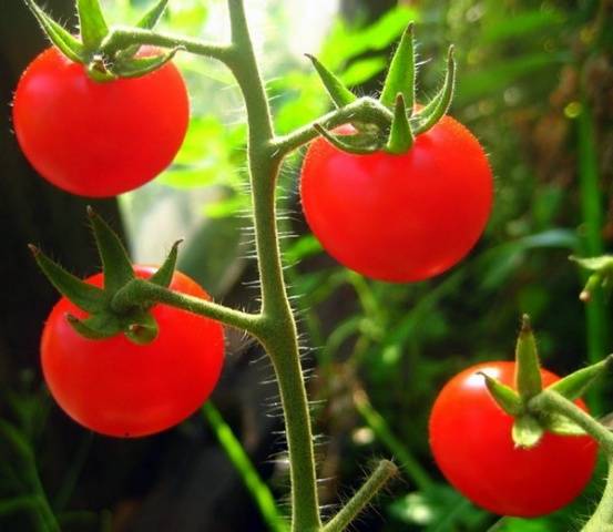 cereza