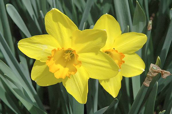 Narcissus Carlton