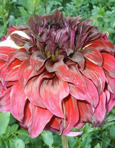 Dalia Espartaco Bohemio