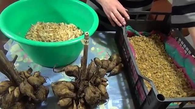 Quan plantar dàlies a l’aire lliure a la primavera