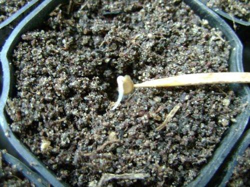 How to germinate tomato seeds for seedlings