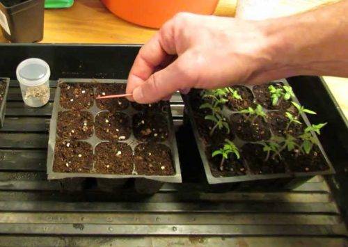 Tomate de plántula en el balcón