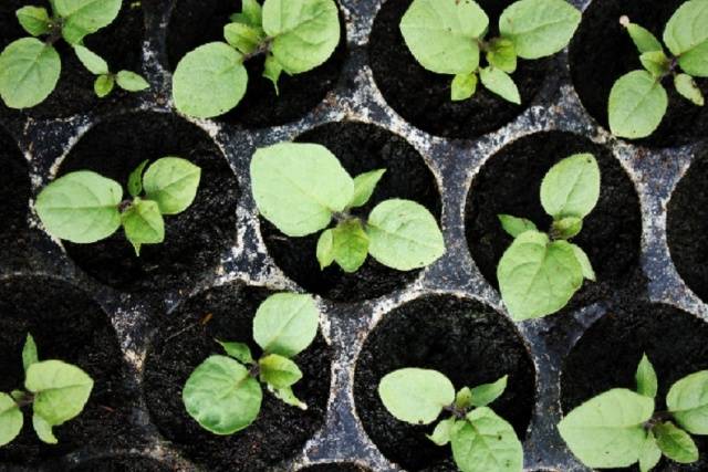 Plantando berinjelas para mudas