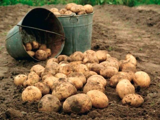 Најбоље сорте кромпира за зимовање