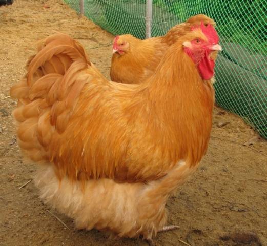 Orpington Hühner