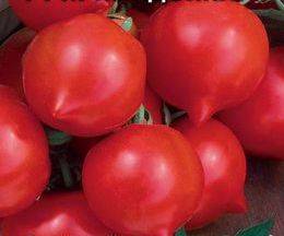 Tomaten-Primadonna